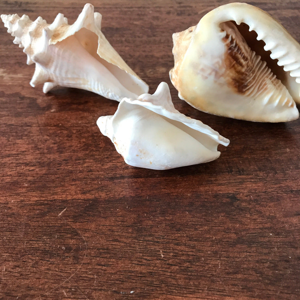 Ensemble de 3 coquillages souvenirs de vacances par Hello Broc brocante en ligne