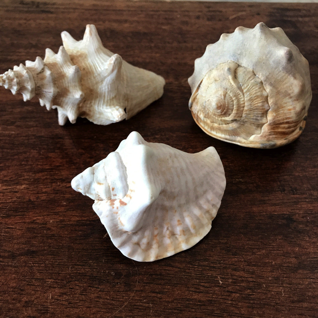 Ensemble de 3 coquillages souvenirs de vacances par Hello Broc brocante en ligne