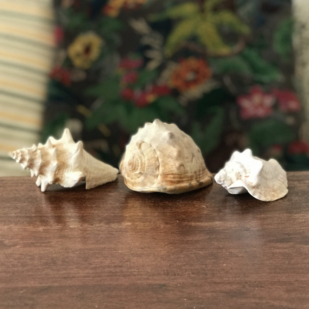 Ensemble de 3 coquillages souvenirs de vacances par Hello Broc brocante en ligne