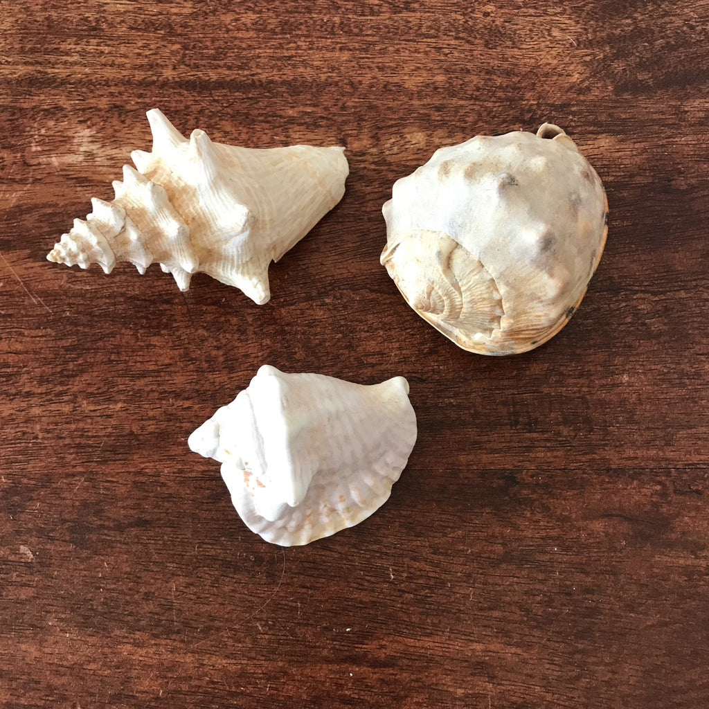 Ensemble de 3 coquillages souvenirs de vacances par Hello Broc brocante en ligne