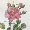 Impression encadrée tirée d'une lithographie de Redouté Rosa Bifera Variegata par Hello Broc brocante en ligne
