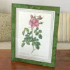 Impression encadrée tirée d'une lithographie de Redouté Rosa Bifera Variegata par Hello Broc brocante en ligne