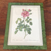 Impression encadrée tirée d'une lithographie de Redouté Rosa Bifera Variegata par Hello Broc brocante en ligne