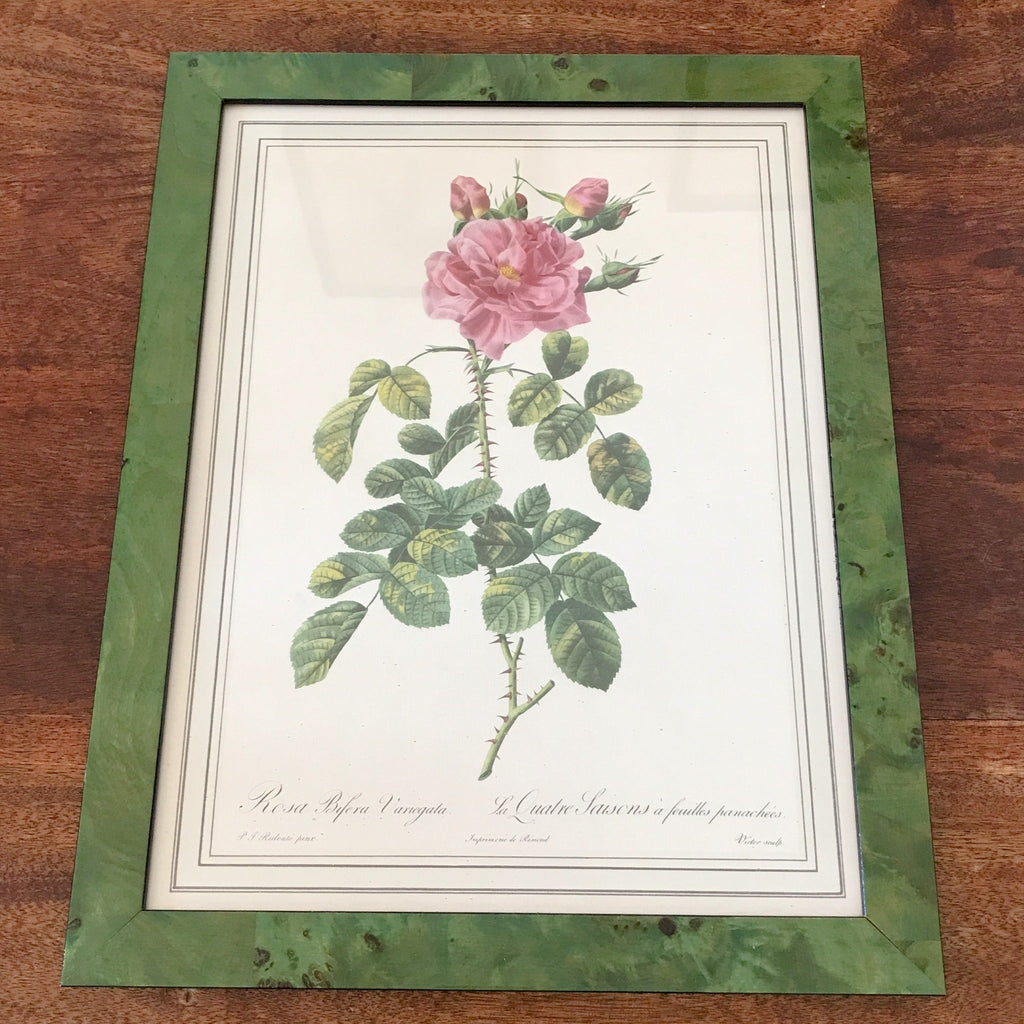 Impression encadrée tirée d'une lithographie de Redouté Rosa Bifera Variegata par Hello Broc brocante en ligne