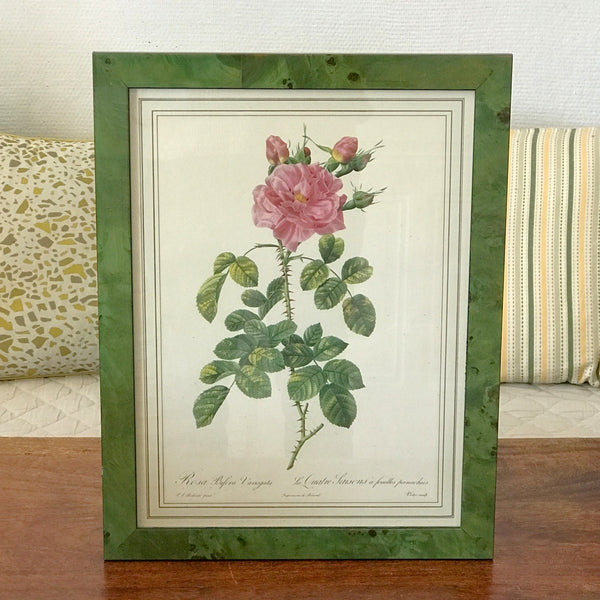 Impression encadrée tirée d'une lithographie de Redouté Rosa Bifera Variegata par Hello Broc brocante en ligne