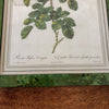 Impression tirée d'une lithographie de Redouté Rosa Bifera Variegata par Hello Broc brocante en ligne