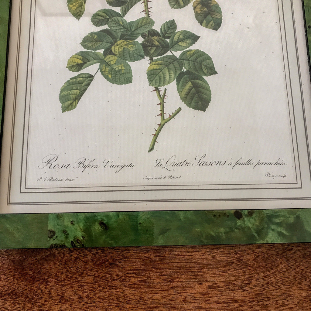 Impression tirée d'une lithographie de Redouté Rosa Bifera Variegata par Hello Broc brocante en ligne
