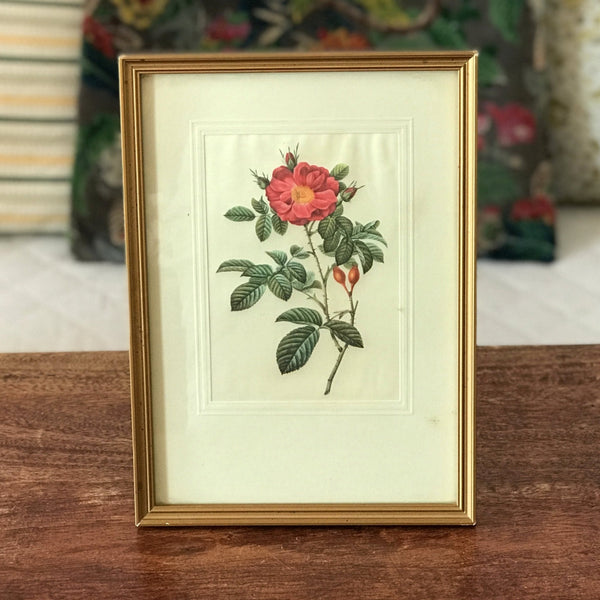 Petit cadre bois doré illustration rose rose PJ Redouté 25 x 18 cm par Hello Broc brocante en ligne 