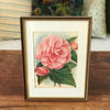 Illustration d'une grande fleur rose encadrement en bois 37 x 28 cm par Hello Broc brocante en ligne