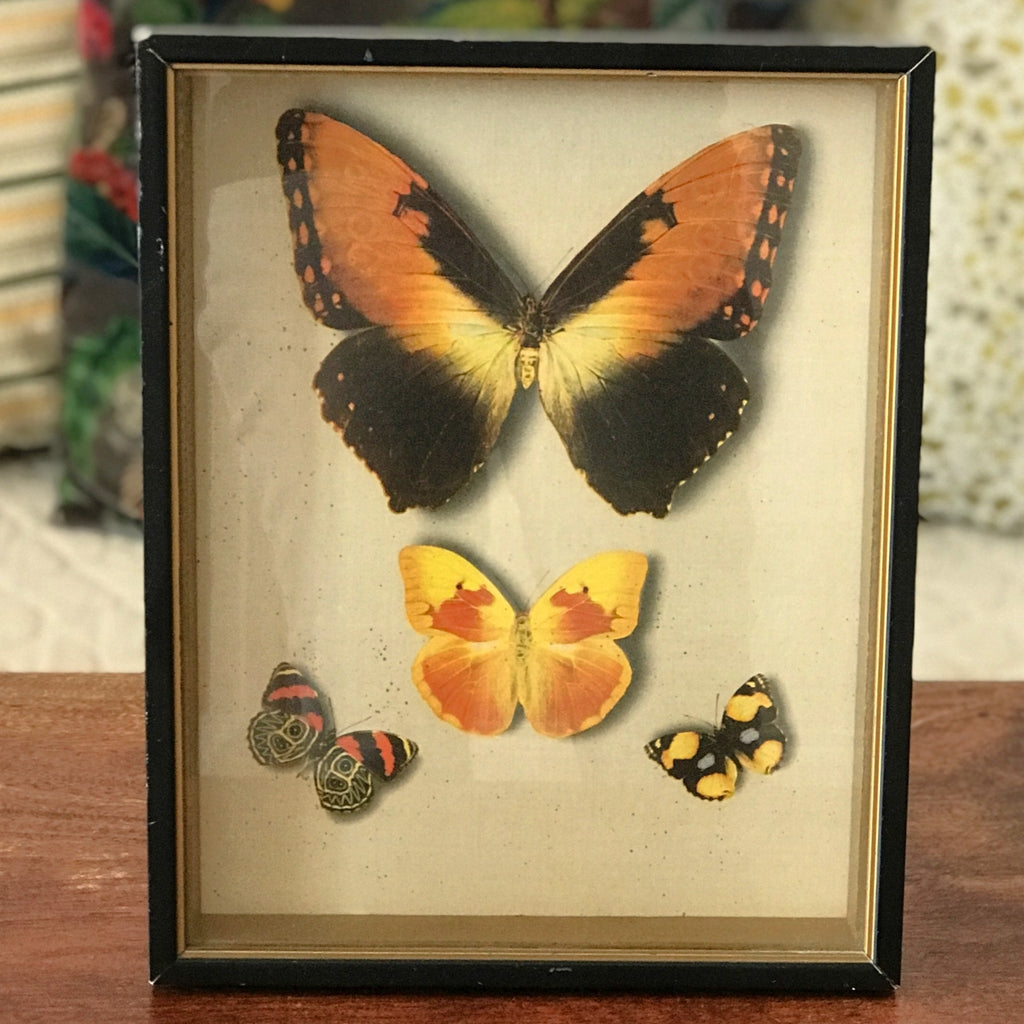 Cadre noir avec des papillons en fond en trompe l'œil dimensions 30 x 24 cm par Hello Broc brocante en ligne