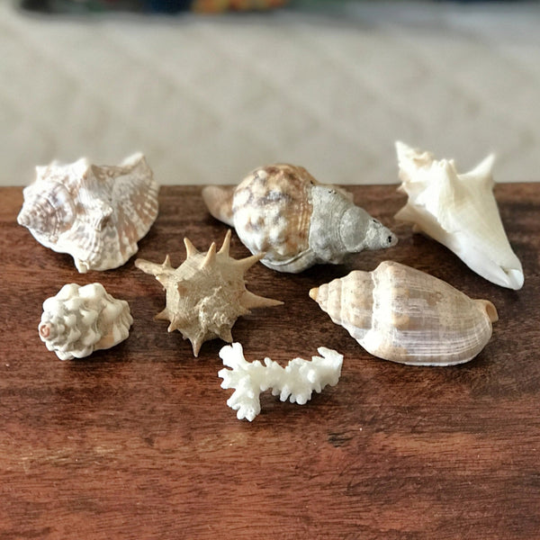 Ensemble de 6 petits coquillages et d'un corail par Hello Broc brocante en ligne