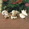 Ensemble de 6 petits coquillages et d'un corail par Hello Broc brocante en ligne