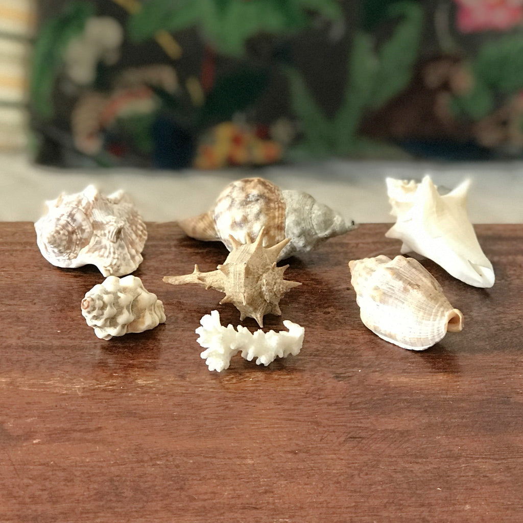 Ensemble de 6 petits coquillages et d'un corail par Hello Broc brocante en ligne