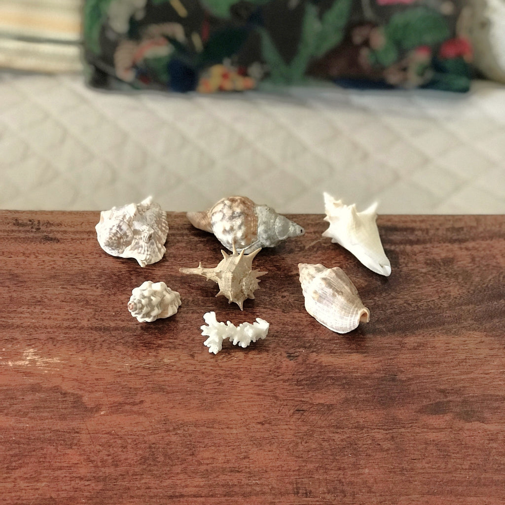 Ensemble de 6 petits coquillages et d'un corail par Hello Broc brocante en ligne