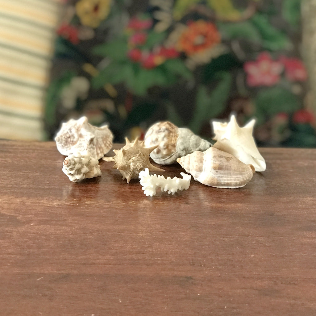 Ensemble de 6 petits coquillages et d'un corail par Hello Broc brocante en ligne