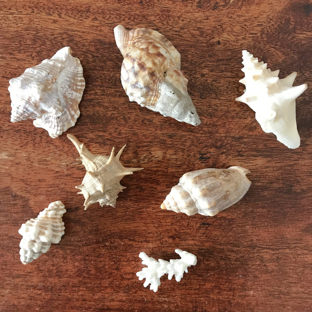 Ensemble de 6 petits coquillages et d'un corail par Hello Broc brocante en ligne