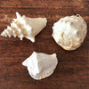 Ensemble de 3 coquillages souvenirs de vacances par Hello Broc brocante en ligne