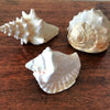 Ensemble de 3 coquillages souvenirs de vacances par Hello Broc brocante en ligne