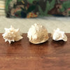 Ensemble de 3 coquillages souvenirs de vacances par Hello Broc brocante en ligne