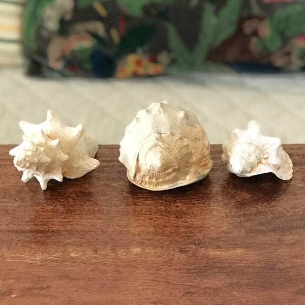 Ensemble de 3 coquillages souvenirs de vacances par Hello Broc brocante en ligne