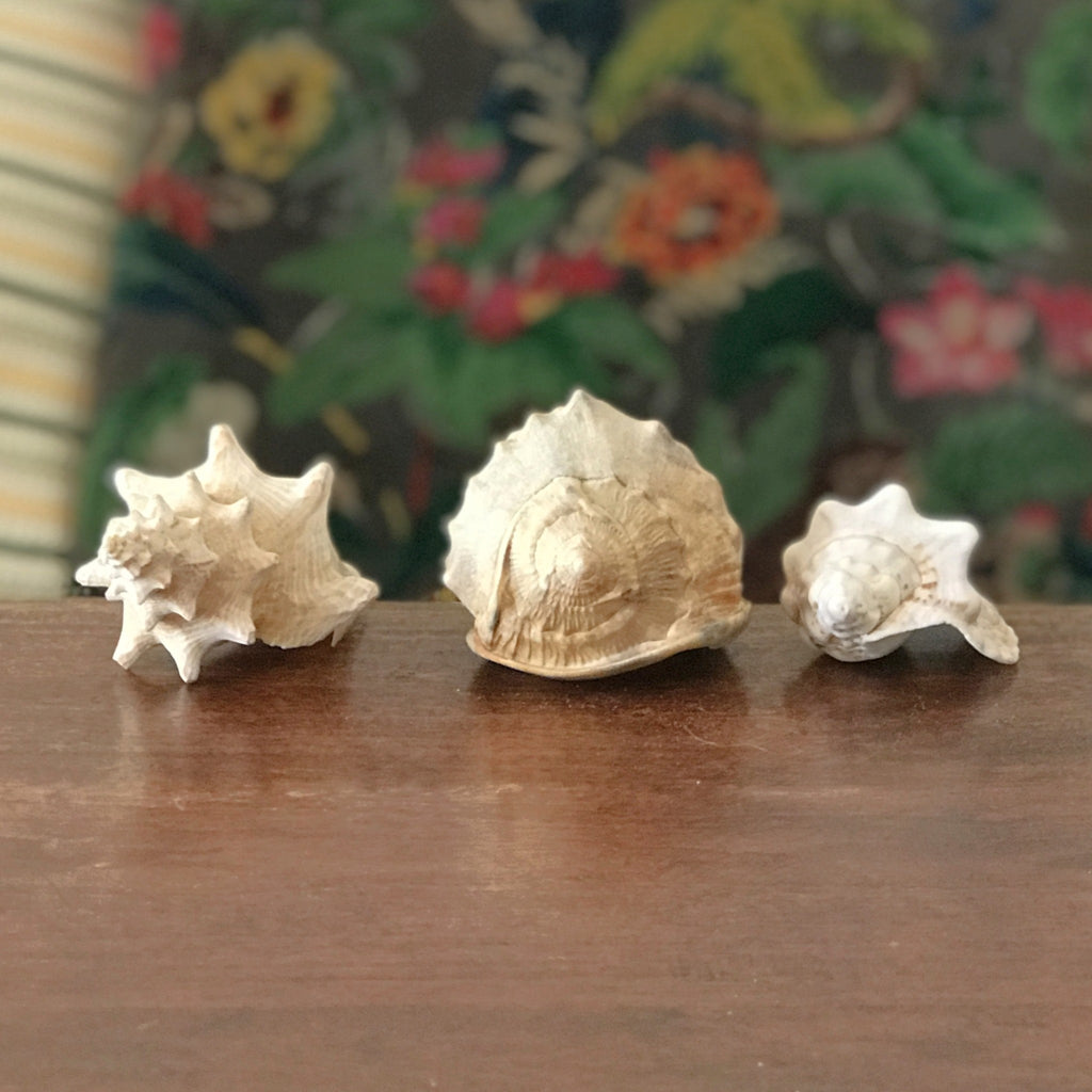 Ensemble de 3 coquillages souvenirs de vacances par Hello Broc brocante en ligne