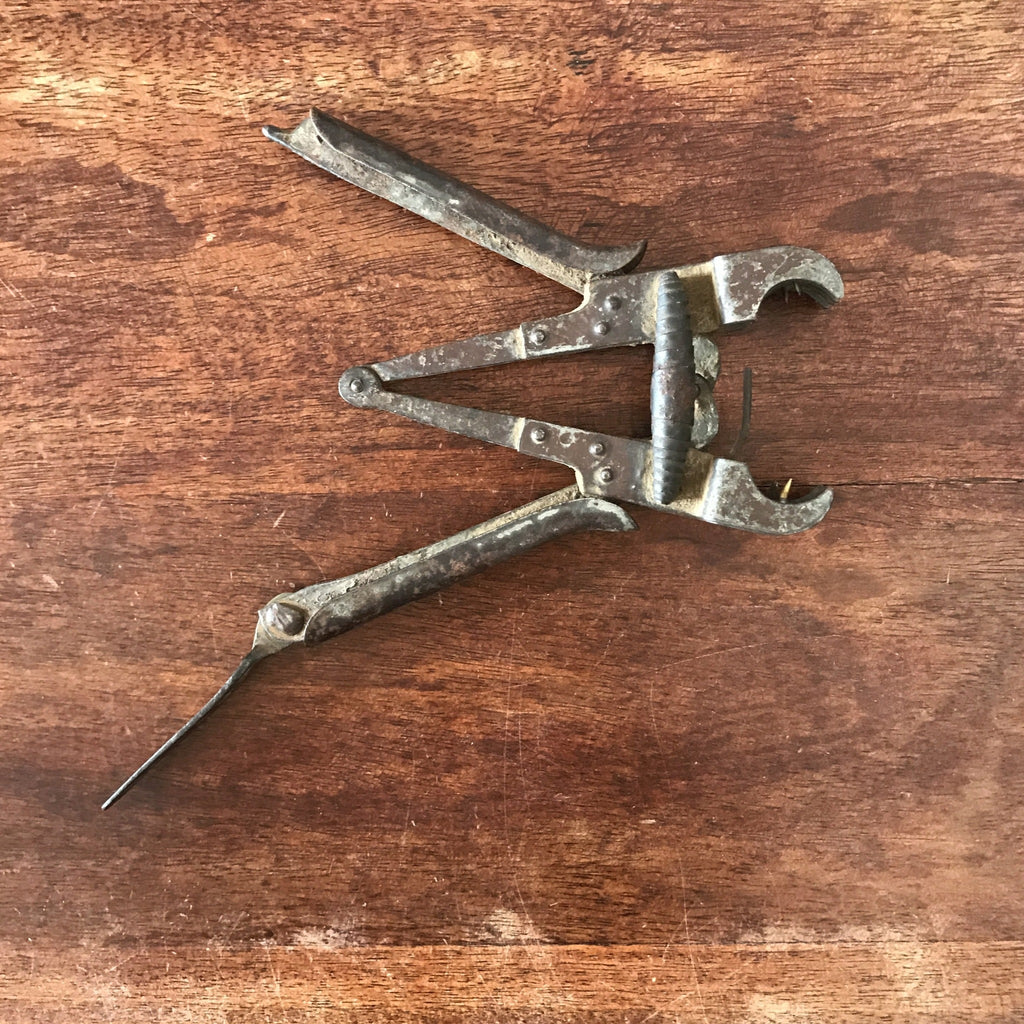 Ancienne pince à greffer Aliès - technique du greffage au bouchon par Hello Broc brocante en ligne