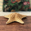 Grande étoile de mer à 5 branches par Hello Broc brocante en ligne