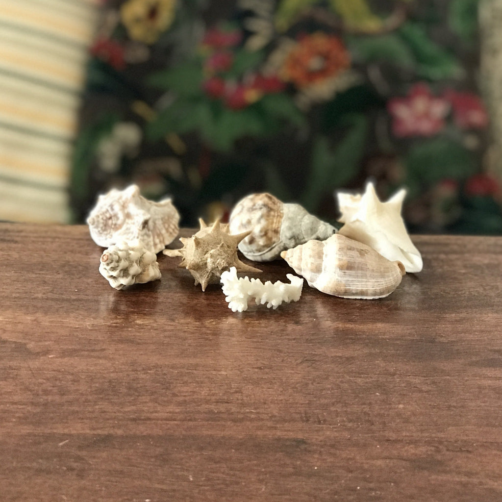 Ensemble de 6 petits coquillages et d'un corail par Hello Broc brocante en ligne
