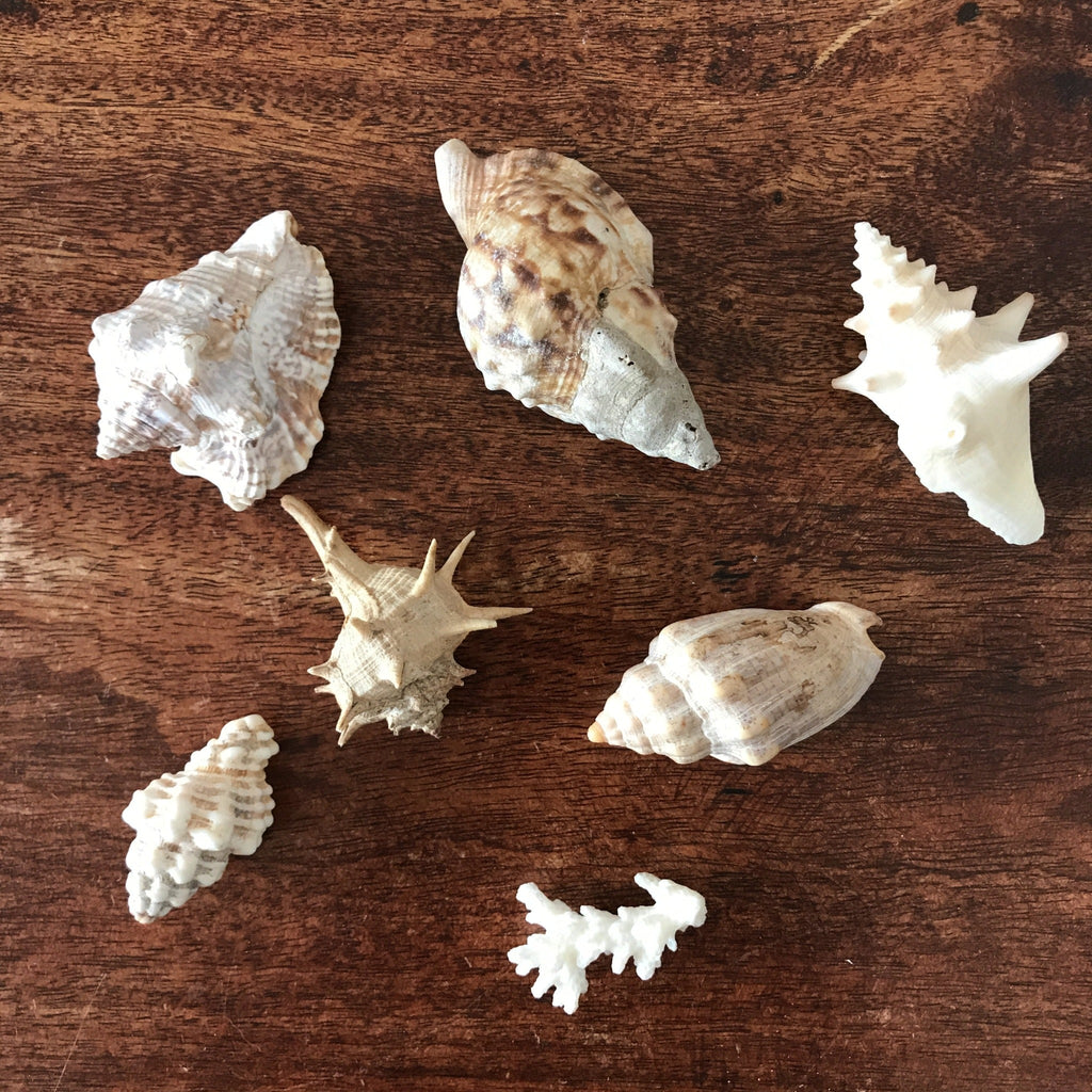 Ensemble de 6 petits coquillages et d'un corail par Hello Broc brocante en ligne