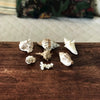 Ensemble de 6 petits coquillages et d'un corail par Hello Broc brocante en ligne