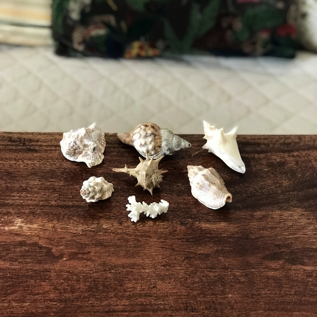 Ensemble de 6 petits coquillages et d'un corail par Hello Broc brocante en ligne