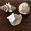 Ensemble de 3 coquillages souvenirs de vacances par Hello Broc brocante en ligne