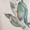 Illustration Chrysophlegma flavinucha (pic à nuque jaune) de Gould - Hello Broc